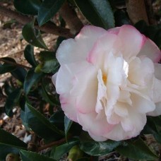 Camellia sasanqua 'Pure Silk' - Camellia