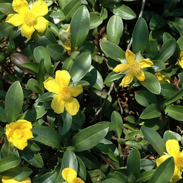 Hibbertia scandens - Climbing Guinea Flower Ground Cover Hibbertia scandens - Climbing Guinea Flower Ground Cover