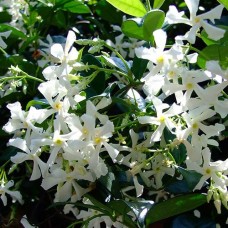 Trachelospermum jasminoides - Star Jasmine