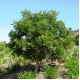 Cupaniopsis anacardioides - Tuckeroo, Carrotwood