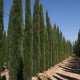 Cupressus sempervirens Glauca - Italian Pencil Pine Conifer
