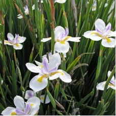 Dietes grandiflora - Wild Iris