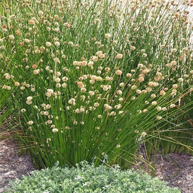 Ficinia nodosa (syn lsolepis) - Knobby Club Rush Grass