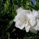 Gardenia augusta 'Magnifica' - Gardenia