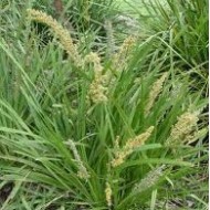 Lomandra Grasses - 'longifolia', 'Evergreen Baby ™', 'Lime Tuff', Shara ™', 'Tanika', 'Verday'