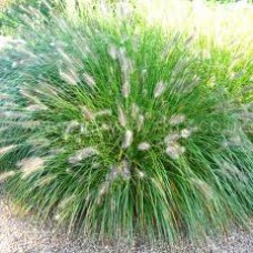 Pennisetum alopecuroides and 'Nafray' -Swamp Foxtail Grass