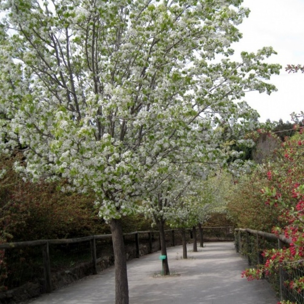 Pyrus nivalis Snow Pear