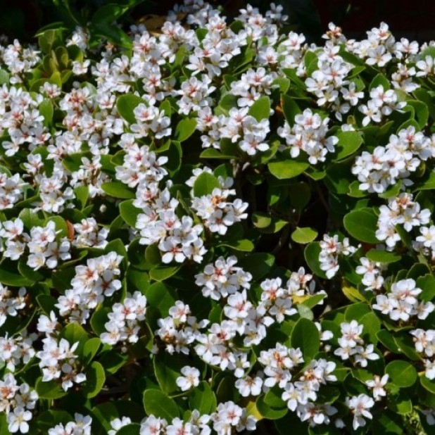Raphiolepis indica 'Oriental Pearl' - Indian Hawthorn
