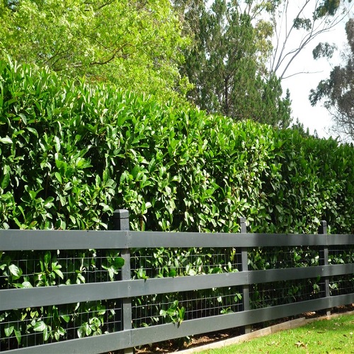 Buy Sweet Viburnum Online | Fragrant Flowering Hedging Plant | Egardens