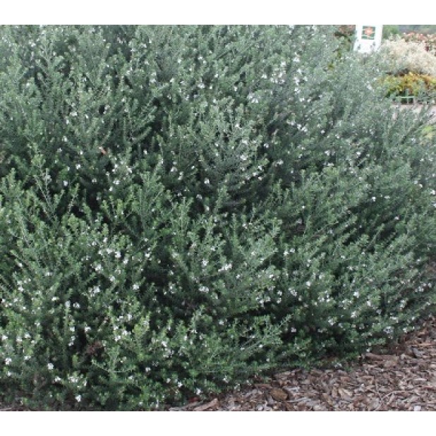 Westringia fruticosa - Coastal Rosemary + other varieties - Jervis Jem, Naringa, Zena, Aussie Box, Grey Box, Blue Gem, Low Horizon, Smokey, Mundi Westringia fruticosa - Coastal Rosemary + other varieties - Jervis Jem, Naringa, Zena, Aussie Box, Grey Box, Blue Gem, Low Horizon, Smokey, Mundi