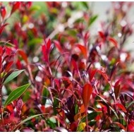 Acmena smithii Lilly Pillys - Purple Rain, Forest Flame, Red Head, Red Tip