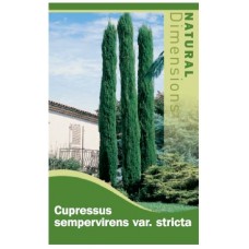 Cupressus sempervirens Stricta - Pencil Pine, Candle Pine, Mediteranian Italian Pencil Pine