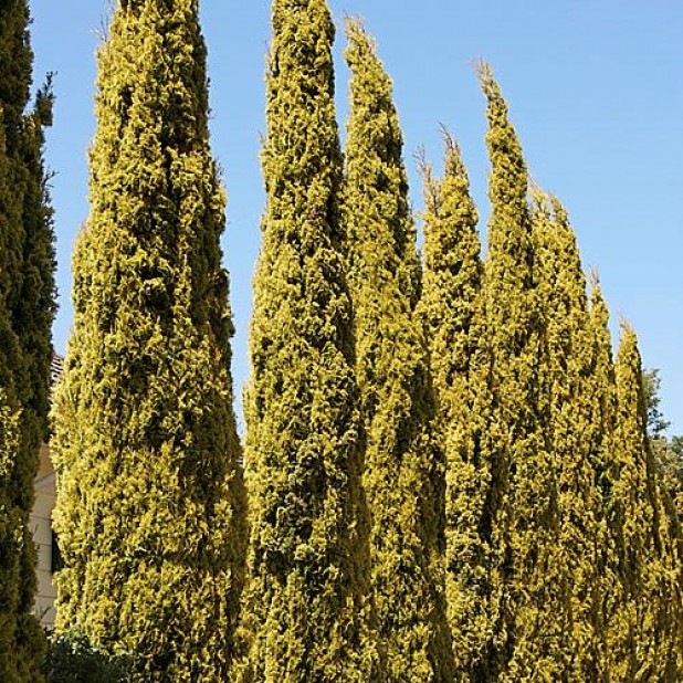 Cupressus sempervirens Swanes Gold - Golden Cypress Pencil Pine