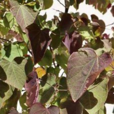 Cercis canadensis 'Forest Pansy' - Eastern Redbud