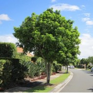 Harpullia pendula - Tulipwood Tree