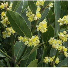 Laurus nobilis + Laurus nobilis 'Miles Choice' - Bay Leaf, Bay Laurel