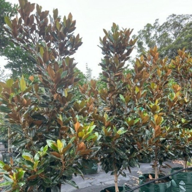 Magnolia grandiflora 'Little Gem' - Little Gem Magnolia