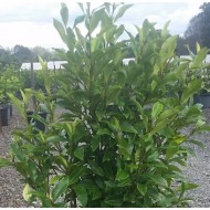 Michelia figo - Port Wine Magnolia