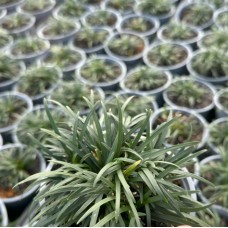 Ophiopogon japonicus - Mondo Grass 'Nana', 'Jaburan', 'Nigrescens'