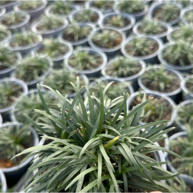 Ophiopogon japonicus - Mondo Grass 'Nana', 'Jaburan', 'Nigrescens'