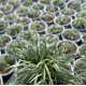 Ophiopogon japonicus - Mondo Grass 'Nana', 'Jaburan', 'Nigrescens'
