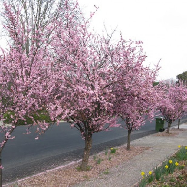 Prunus x blireana - Purple Leafed Plum Prunus x blireana - Purple Leafed Plum