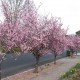 Prunus x blireana - Purple Leafed Plum Prunus x blireana - Purple Leafed Plum