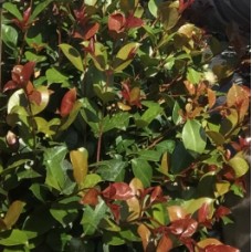 Syzygium australe 'Big Red' PBR - Lilly Pilly