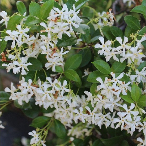 Trachelospermum asiaticum - Asian Asiatic Jasmine Trachelospermum asiaticum - Asian Asiatic Jasmine
