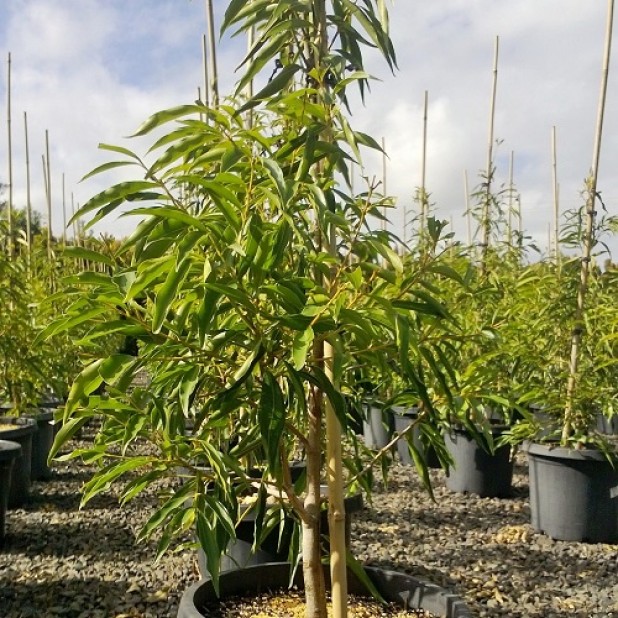 Waterhousea floribunda - Weeping Lilly Pilly