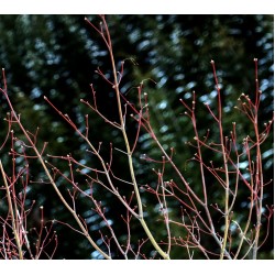 Why You Should Plant in Winter!
