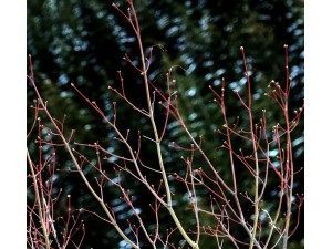 Why You Should Plant in Winter!
