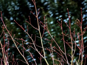 Why You Should Plant in Winter!